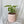 Arrowhead Plant
