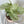 Arrowhead Plant