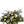 Casket Spray
