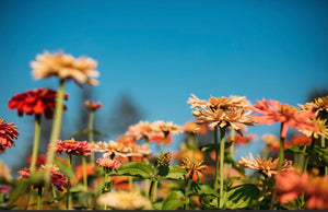 OLFCO x Schoolhouse Farms : Farm to Table bunch