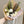Delta Flower Bouquet, pet and animal sympathy bouquet with dried and preserved flowers