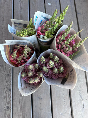 OLFCO x Schoolhouse Farms : Farm to Table bunch