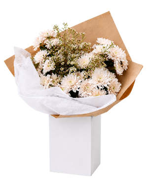 Bouquet of Blush spray mum flowers wrapped in brown paper and white tissue paper on a white background in Vancouver BC