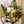 A tropical flower and foliage birthday bouquet with yellow orchids, pink dendrobium, pincushion and birds of paradise
